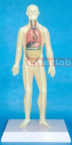 SMALL HUMAN ORGANS SYSTEM MODEL